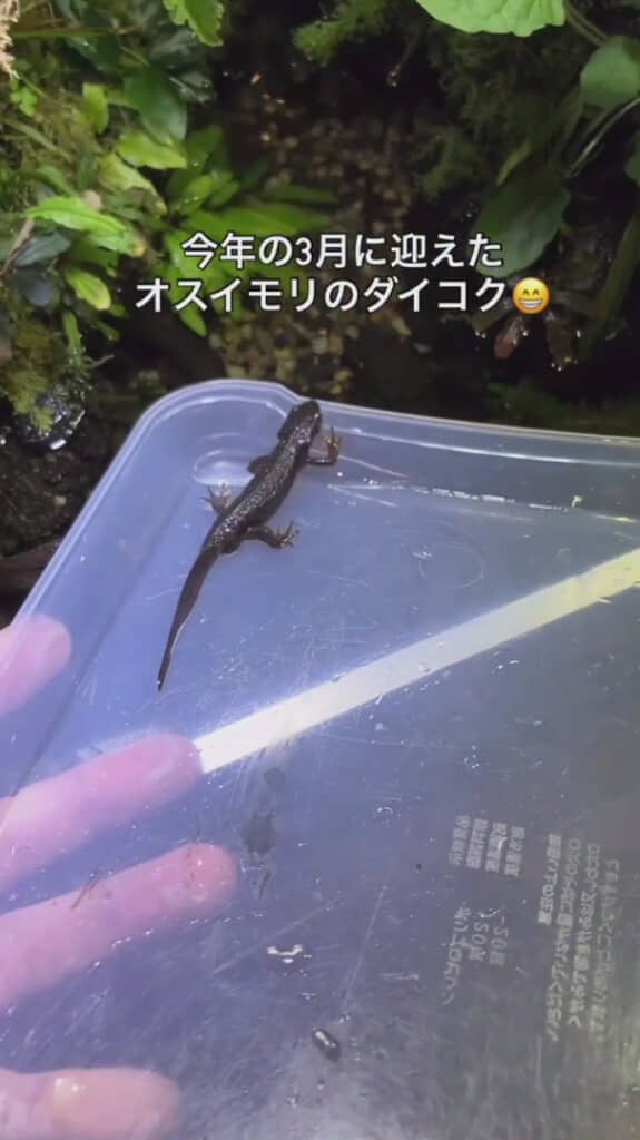 今年、新たにオスをお迎え