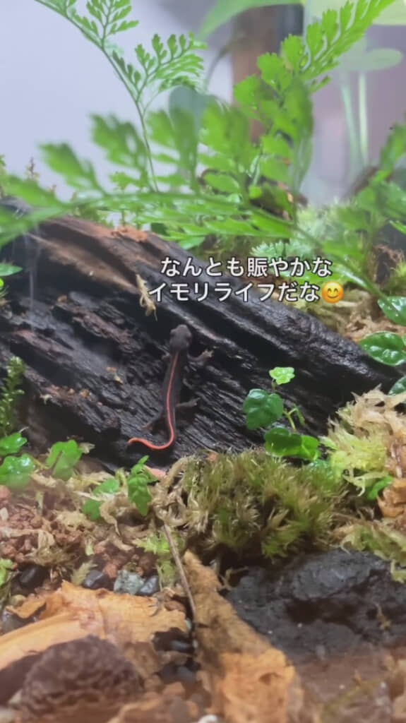 今では大家族に