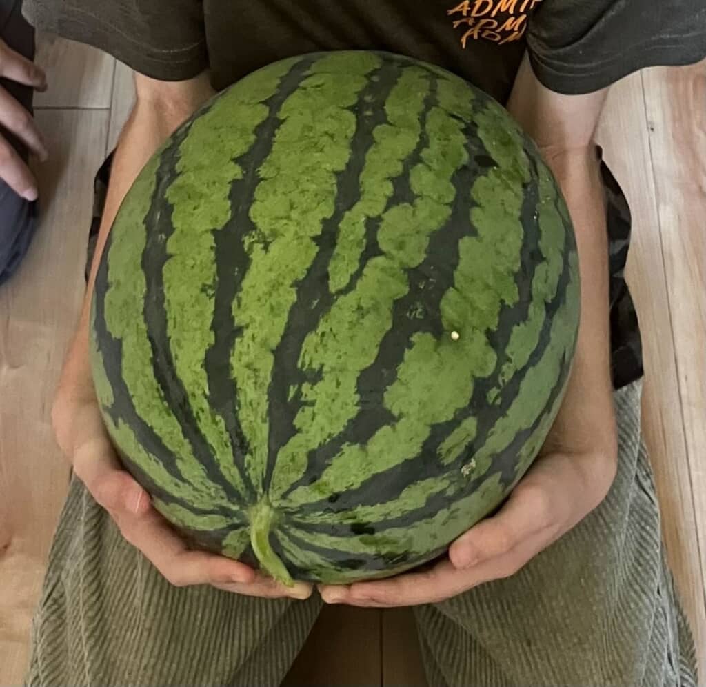 8歳次男が種から育てた立派なスイカ！