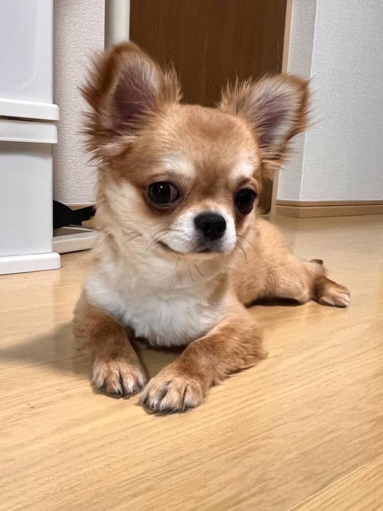 大きな瞳とホワホワの立ち耳がかわいいちくわくん