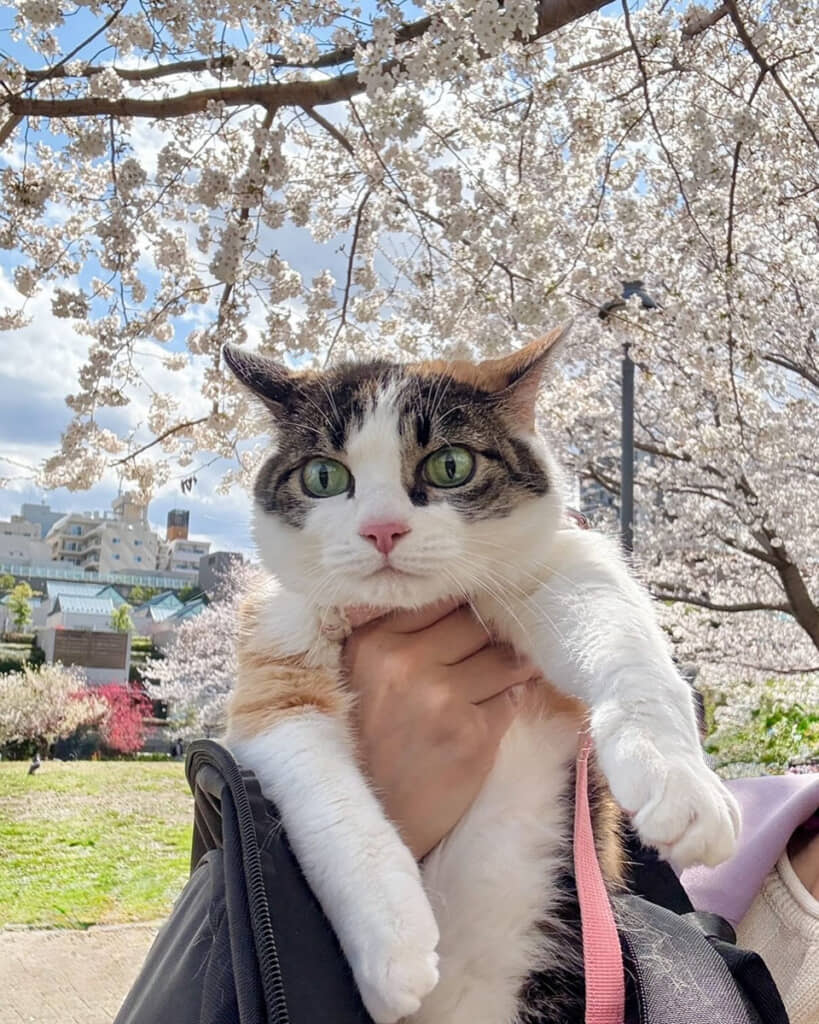 よもぎさん（♀）