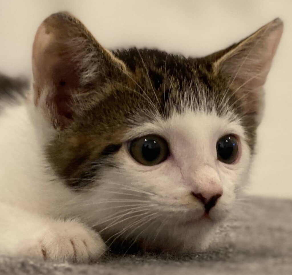 パッツンセロイくんかわいい～！