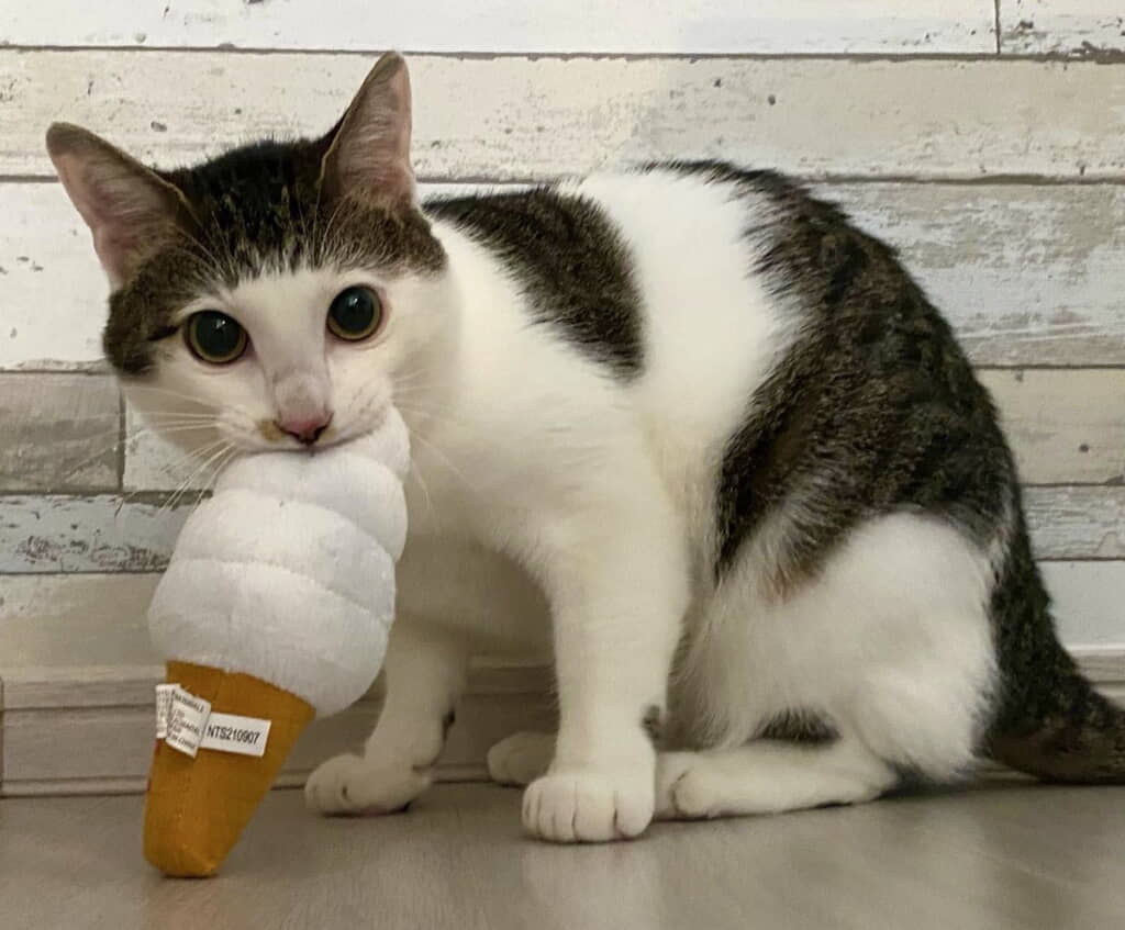 アイスクリームの日はやっぱりこれ