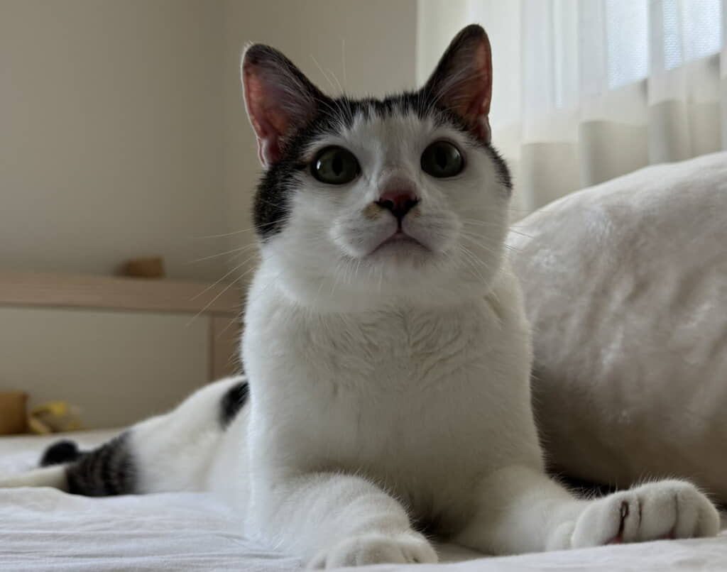 おめめキュルキュル