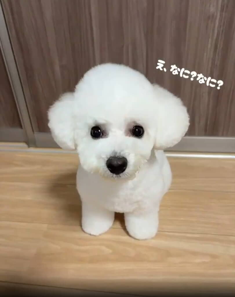 「まるで、白いヘッドフォンを付けているかのような仕上がり。とってもかわいいです」