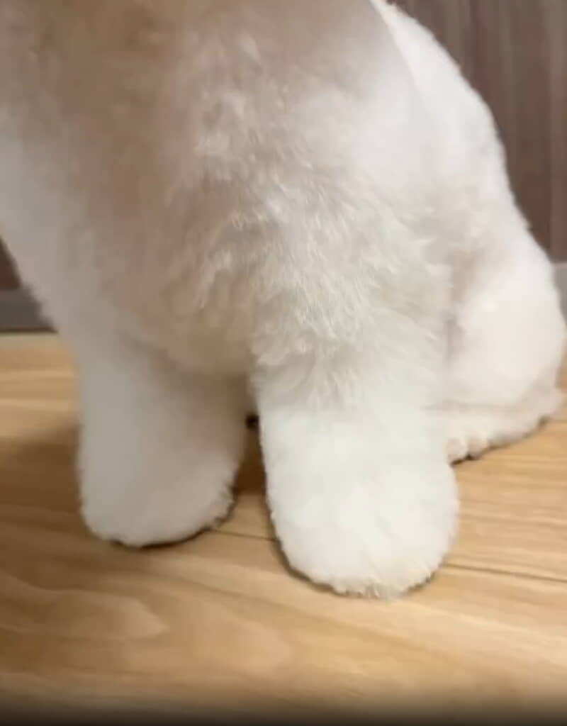 「トリミングサロンの匠の技によって、中に綿が詰まっているんではないかと錯覚するほど」