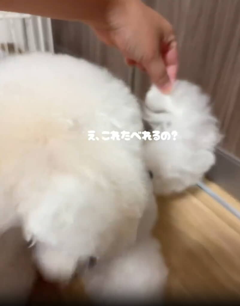 「ディズニーの餃子ドッグのような仕上がりです。食べたい」