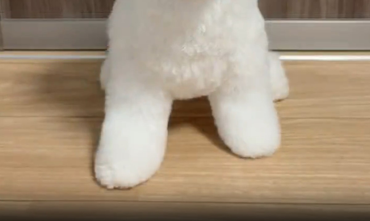 夫に愛犬のトリミングを頼んだら……「破壊力すごいww」　妻も吹き出した“報告”に「なんということでしょう」「最高の飼い主さん」（1/3） | 犬 ねとらぼ