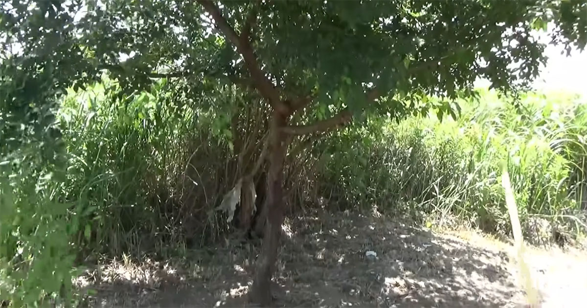 チョウがいっぱいの謎の木→ユサユサ揺らしてみると……　落ちてきた“大物”に大興奮「さすが」「楽しそう」（1/3） | その他生き物 ねとらぼ