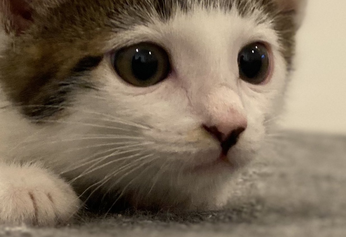 パッツン前髪だった子猫が4年後に……　まさかの成長した現在に反響「な、なんで…www」「反則だからー！！」（1/3） | 猫 ねとらぼ