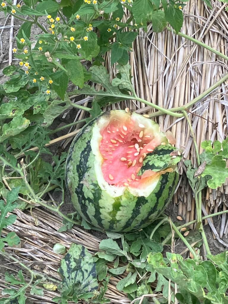 動物に食べられた……