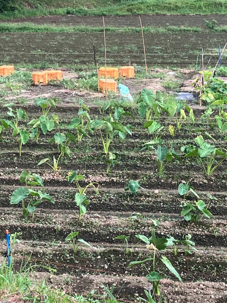 コンテナで守る