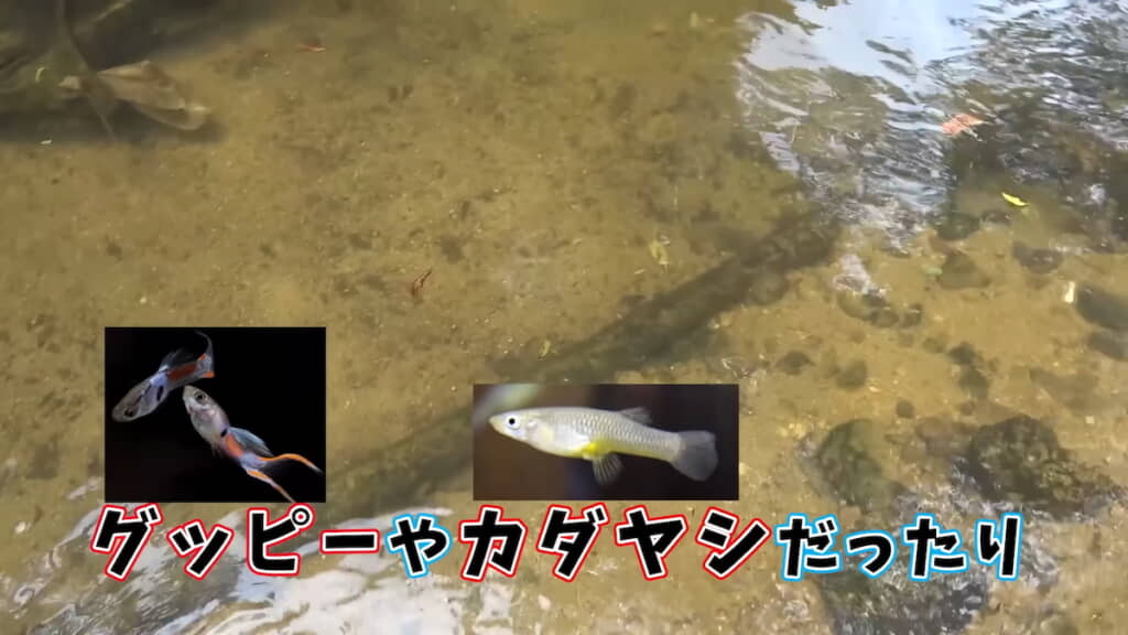 グッピーやカダヤシを川の中に視認できる