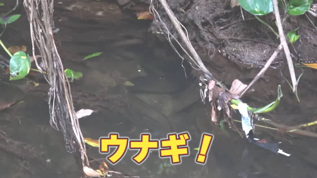画面中央にS字に身をくねらせたオオウナギの姿
