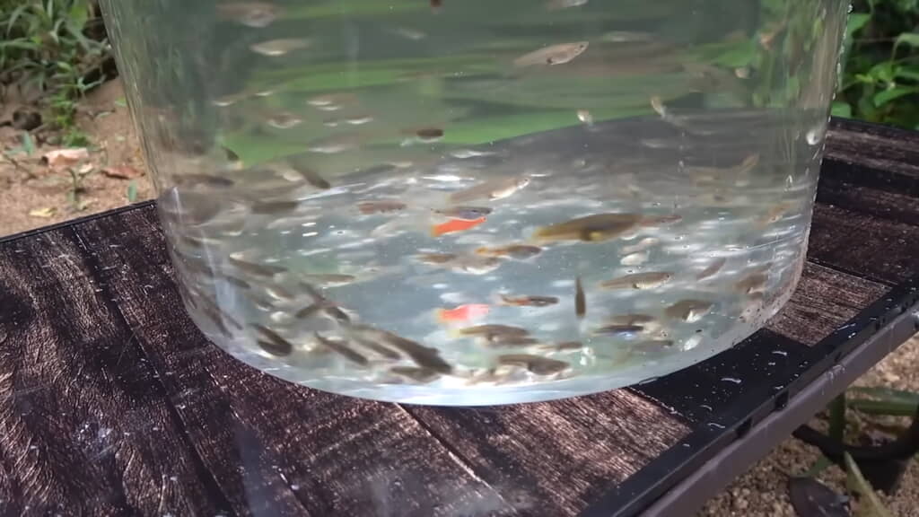 しかけ網でゲットしたたくさんのグッピーとカダヤシ