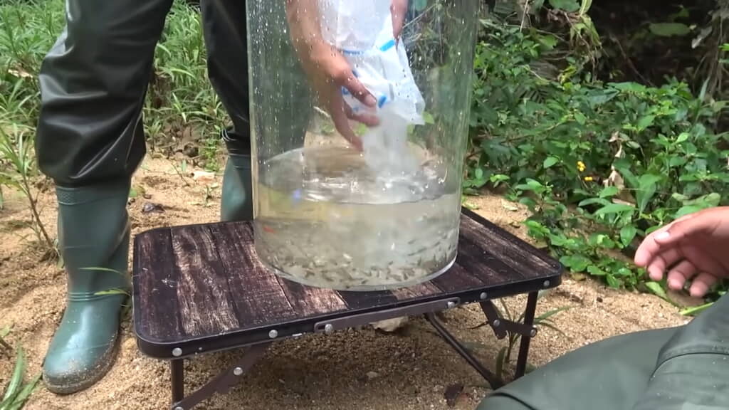 外来種を氷締めにする