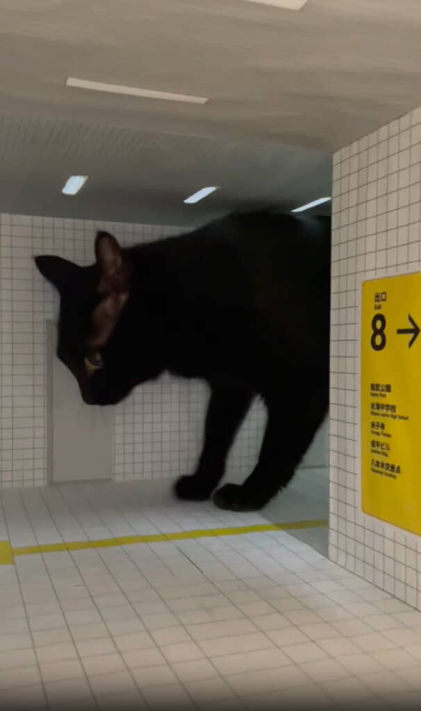 ノアールちゃんが現れた！