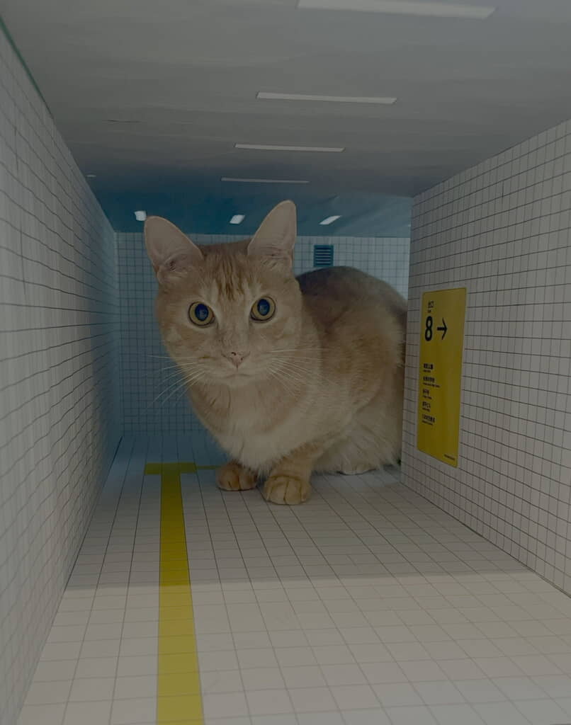 引き返したらティーグルくんが！