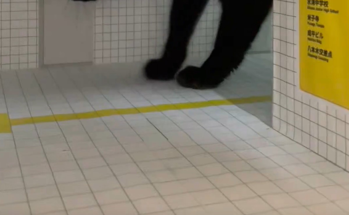 ダンボールで作った『8番出口』に、まさかの“異変”　現れた生き物に「こりゃぁ…とんでもない」「永遠にでられなくていいや」（1/3） | 猫 ねとらぼ