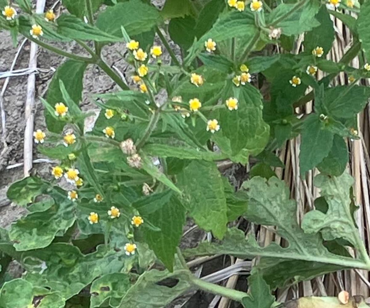 8歳息子、スイカの種を育てたら……　“まさかの出来”に農家のじいじ仰天「えー！」「プロ？」 | ライフスタイル ねとらぼ