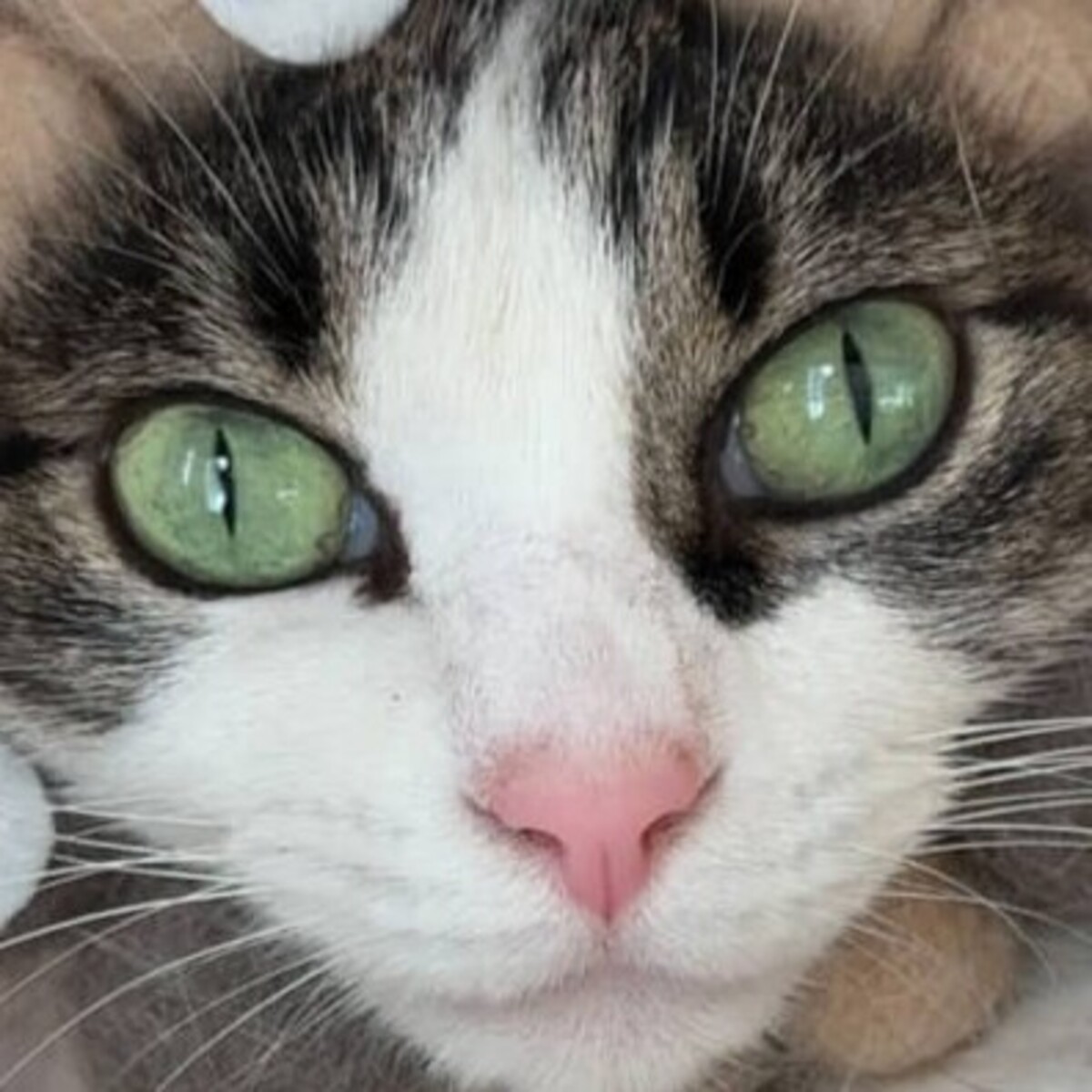 落ちた愛猫の毛玉を、丸めて「ミャクミャク」にしたら……　「天才の発想」まさかの姿に「ウチの子にもつけたい」【万博】（1/3） | 猫 ねとらぼ