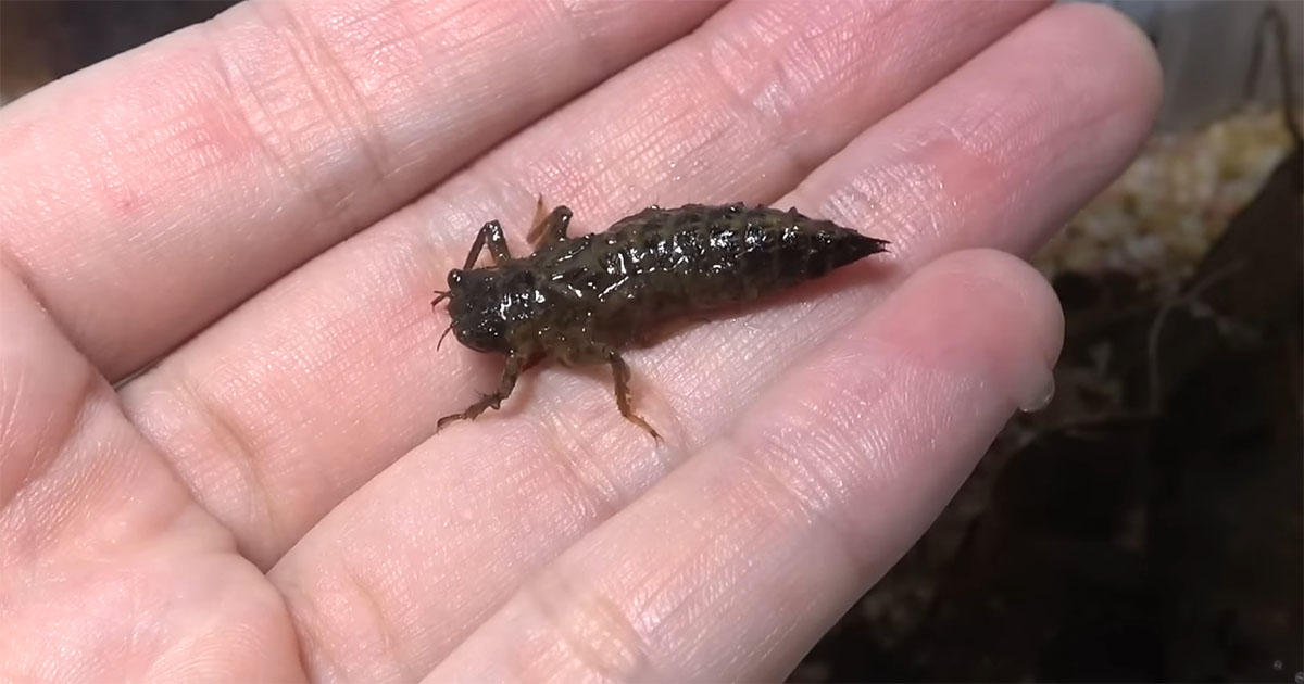 “日本最強のヤゴ”を捕獲→10カ月育てたら……　圧巻の姿に「泣きそうになった」「カッコよすぎる！」（1/3） | その他生き物 ねとらぼ