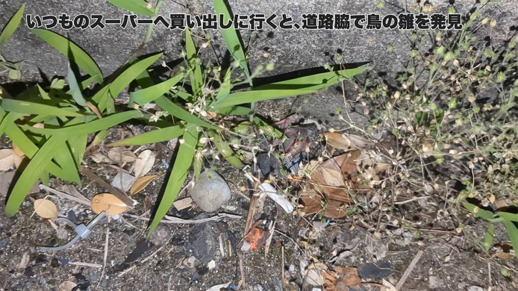道路脇に鳥のヒナが落ちていました
