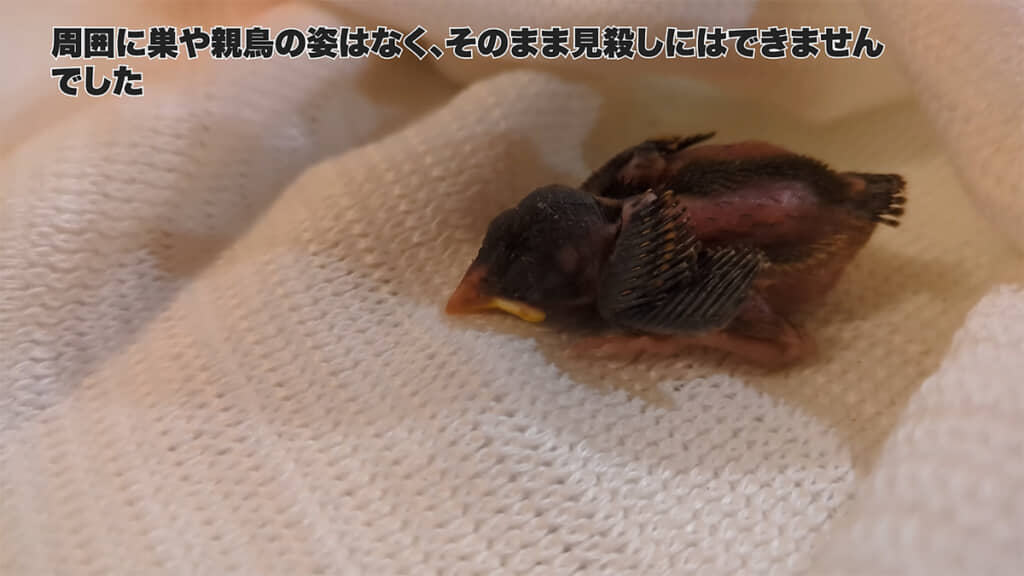 見殺しにはできなかったのだといいます