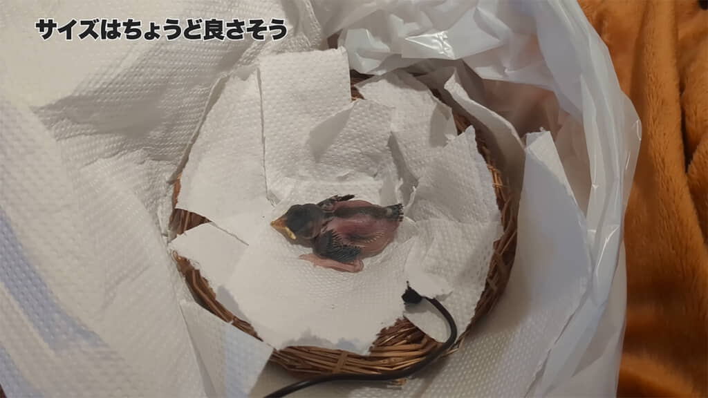 巣や温度を試行錯誤していました