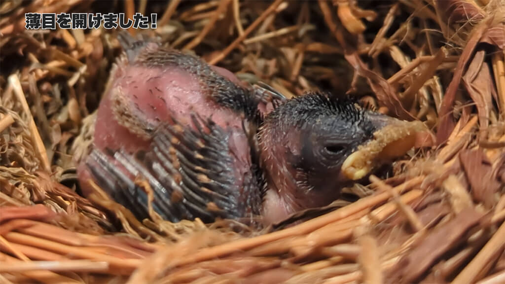うっすらと目が開きました