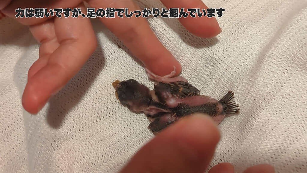 日に日に成長していきます