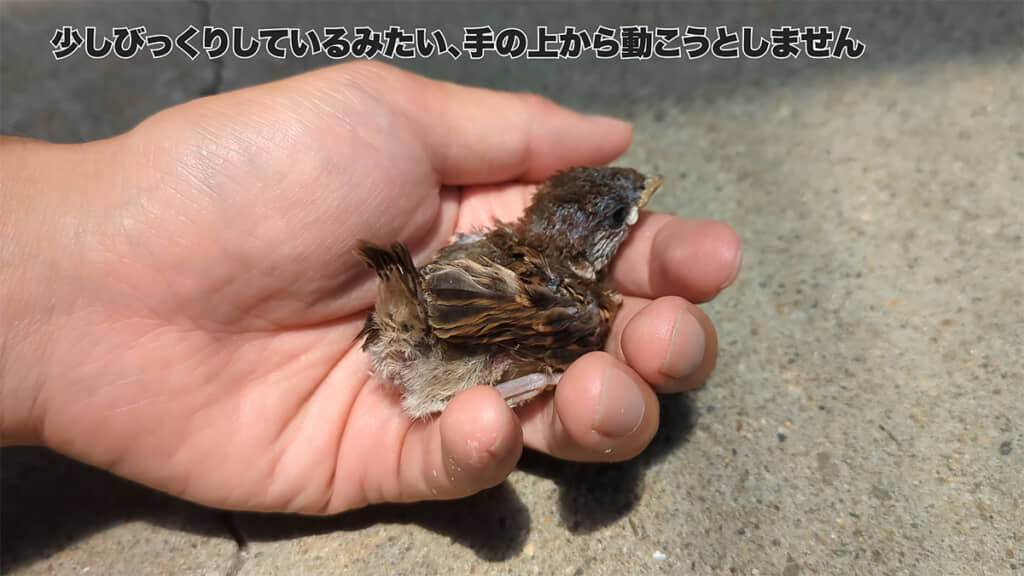 外デビューをすると……