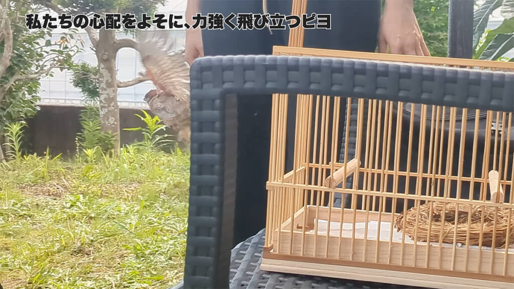 力強く飛び立っていきました