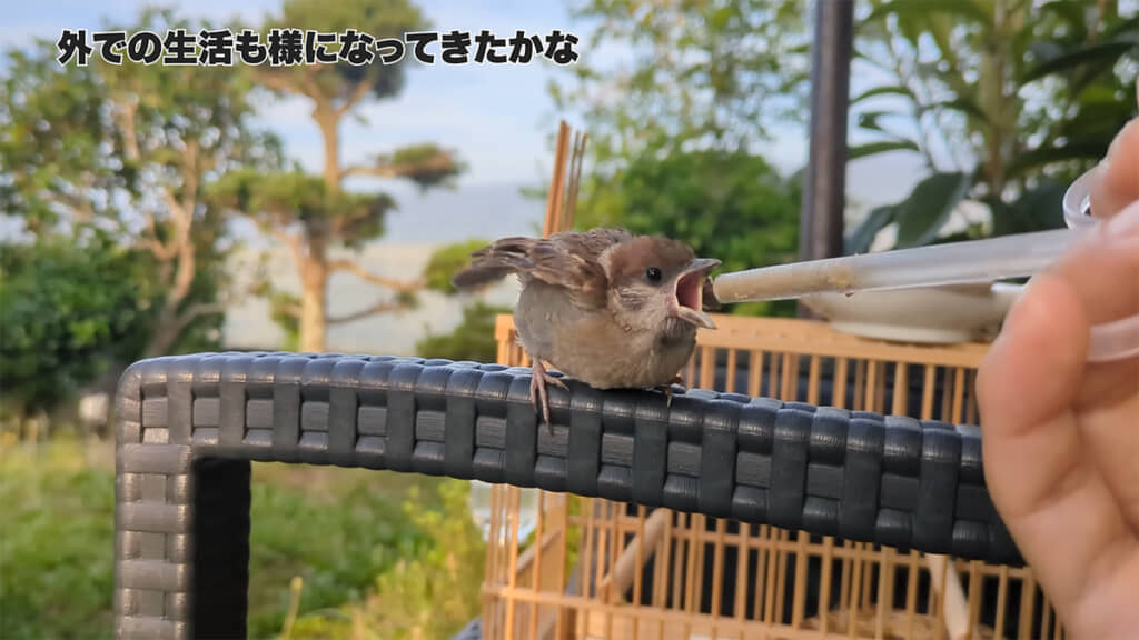 食べ物を求めに来るけれど、日に日に回数や量が減っていきました