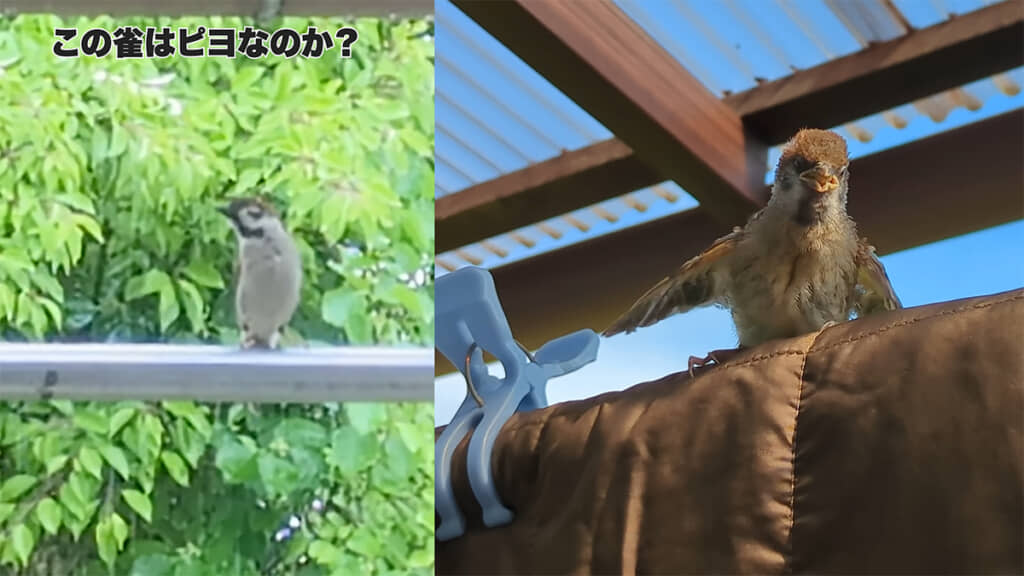 1年後、姿を現したスズメはピヨなのでしょうか