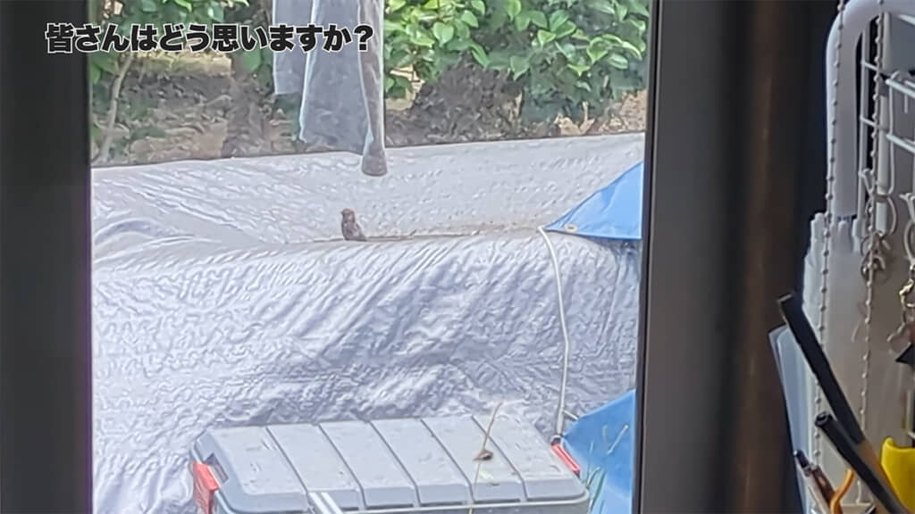 ピヨだったらいいな、そう思った人が多いのではないでしょうか