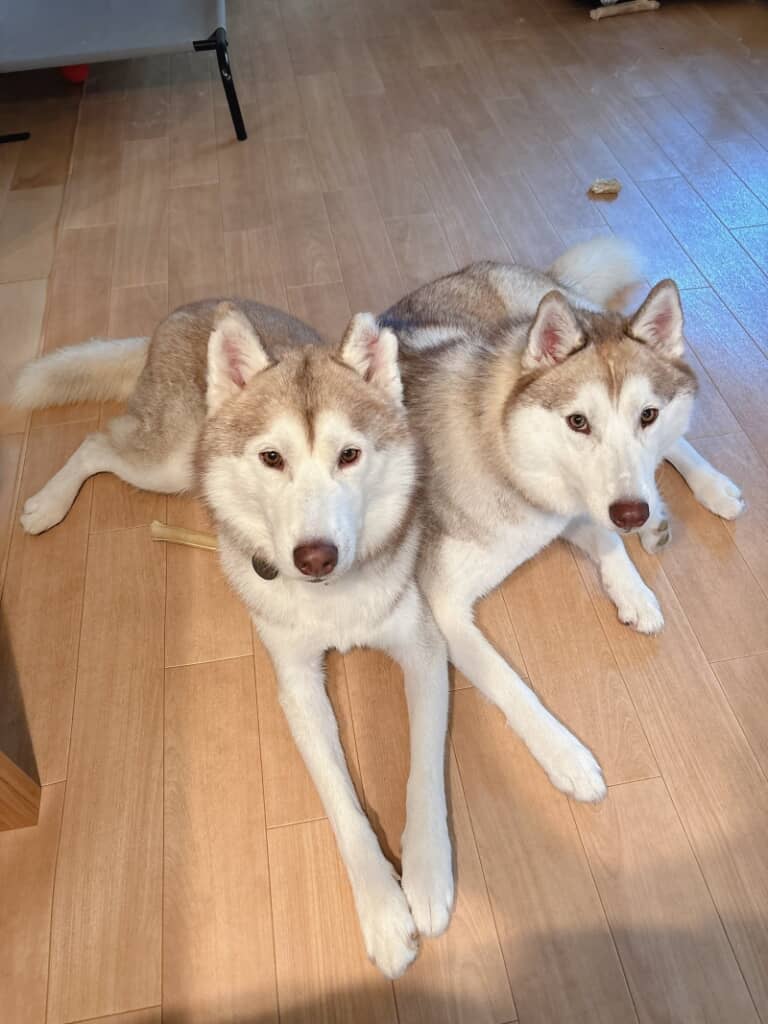 普段はかわいい親子