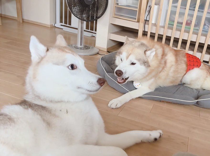 ナイトさんに怒られながらエジプトの壁画のような顔をするアイリスちゃん