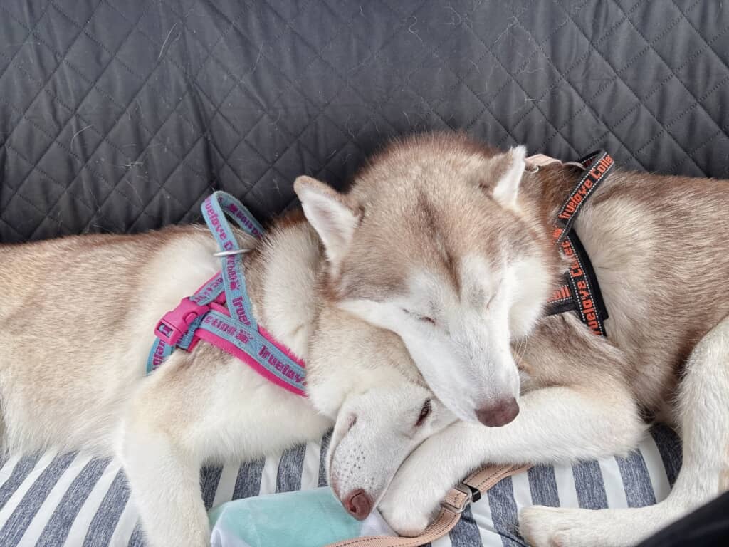 寄り添って眠る尊い姿