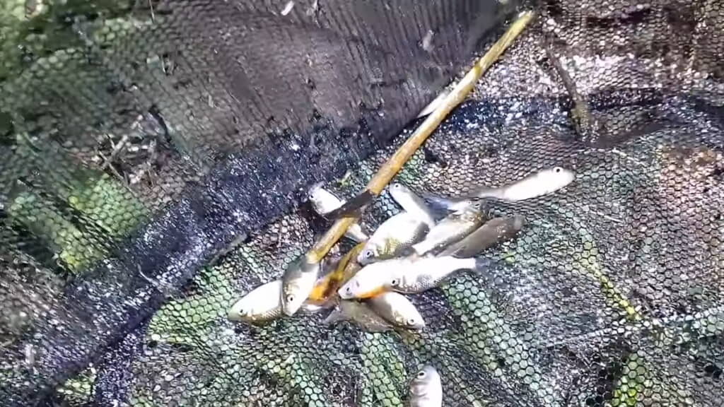 ガサガサでたくさんの金魚の稚魚たちが……