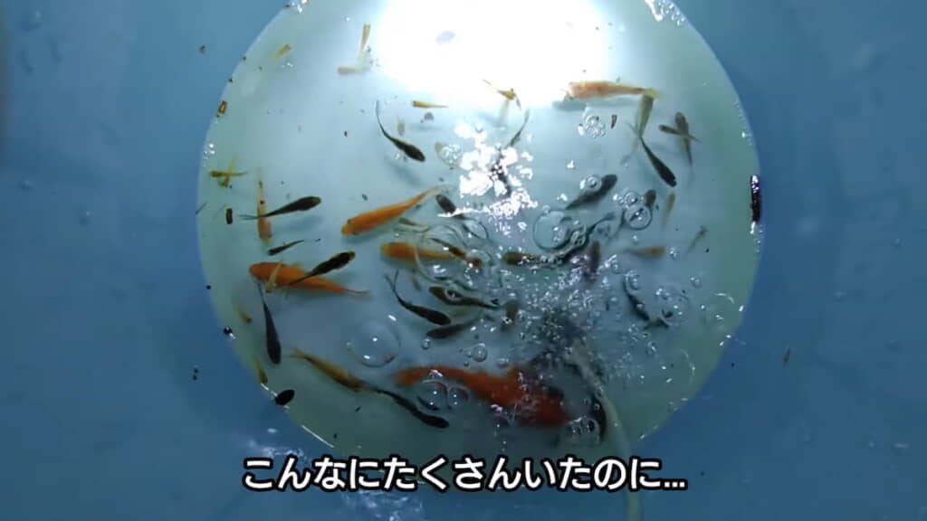 たくさんの金魚を保護