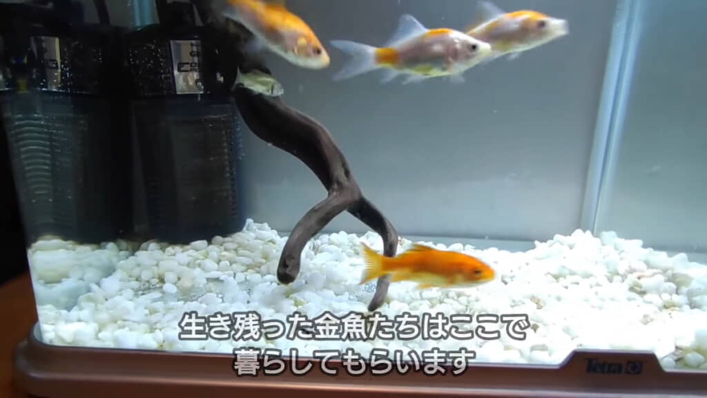 生き残った5匹を水槽で飼いはじめる