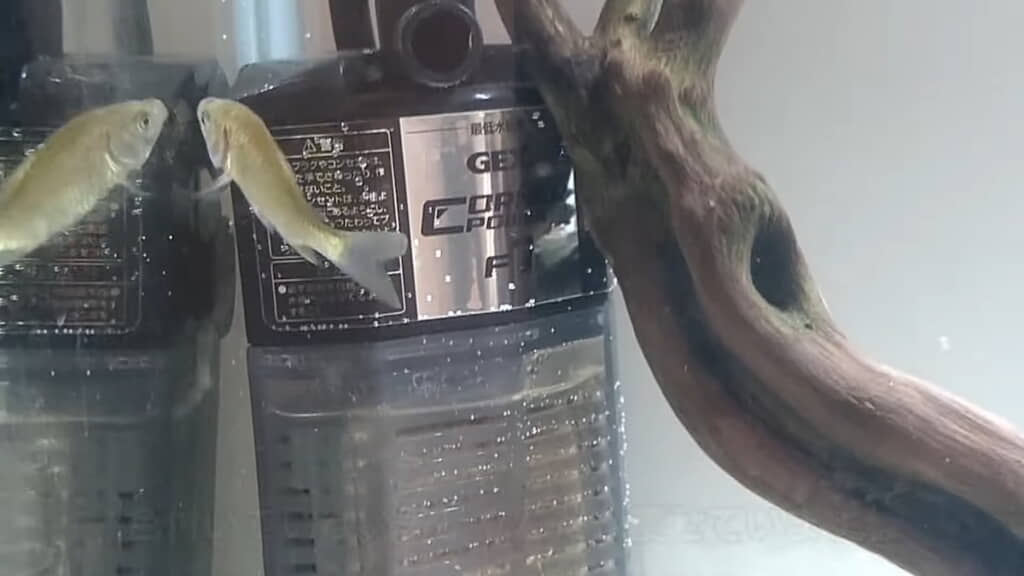 1匹だけ残った稚魚はやせてしまっている