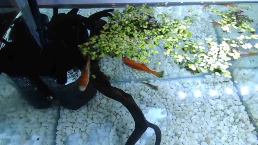 ビオトープから採ってきた浮草を入れてみる