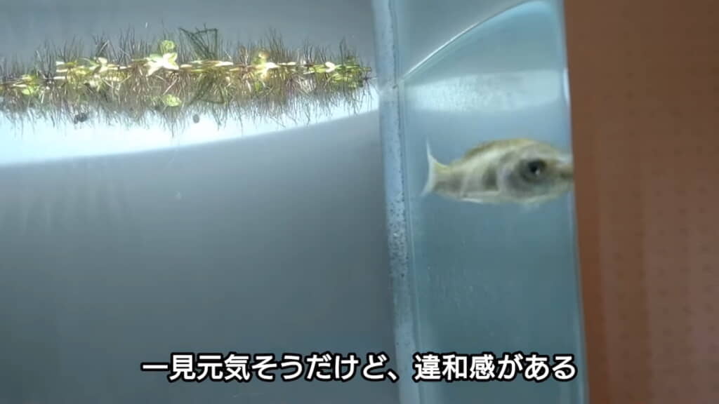 稚魚に違和感が……