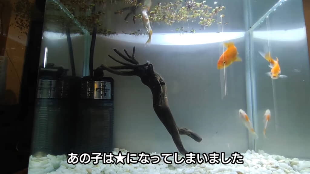 稚魚は死んでしまった