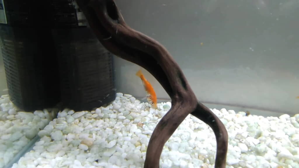 3匹残ったうちの1匹も危うい感じ