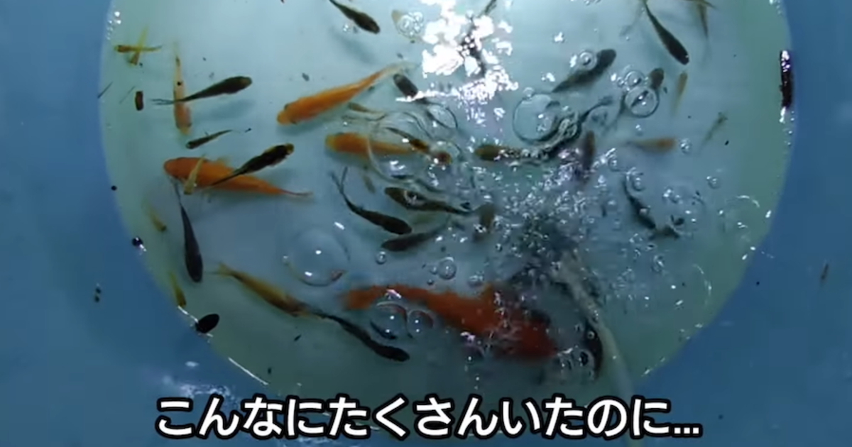 用水路から保護した大量の金魚→大切に育てたその後……　厳しい現実に「大事なメッセージだと思います」（1/3） | その他生き物 ねとらぼ