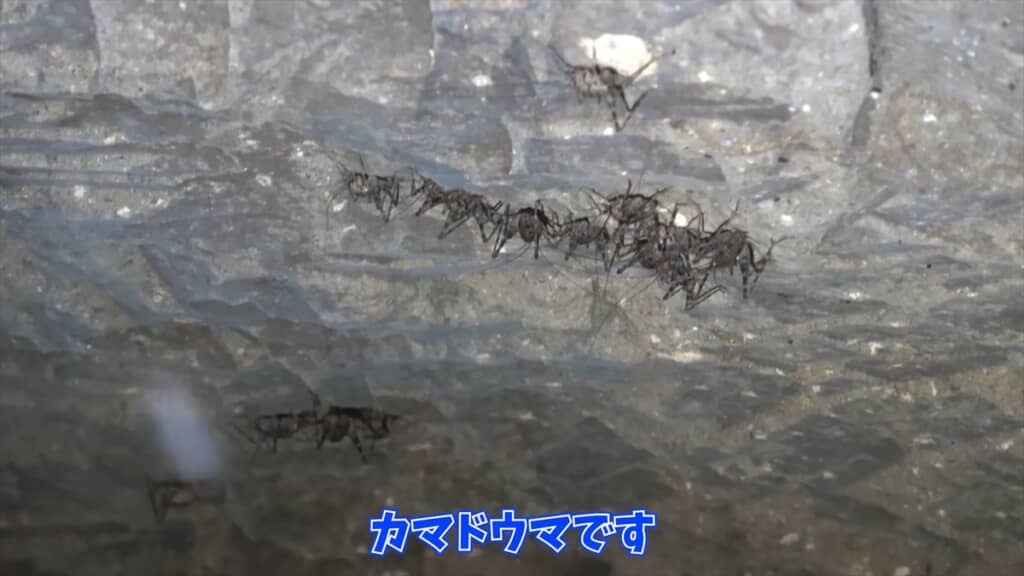 自宅の洞窟に住み着いたカマドウマでラーメンを作る人