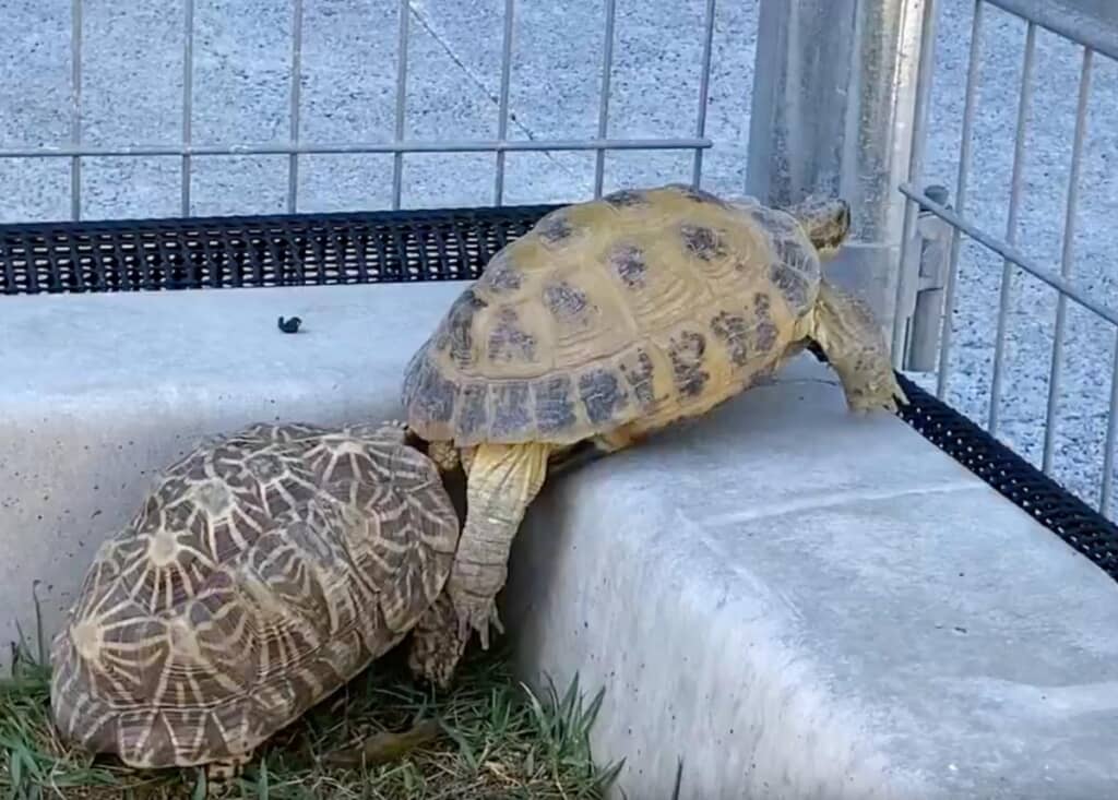 後ろでホシガメさんが協力していました